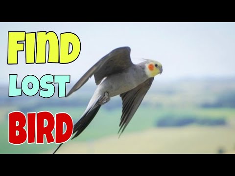 What to do If Your Bird flies away?