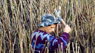 MILTON NASCIMENTO & CHICO BUARQUE    " O CIO DA TERRA "