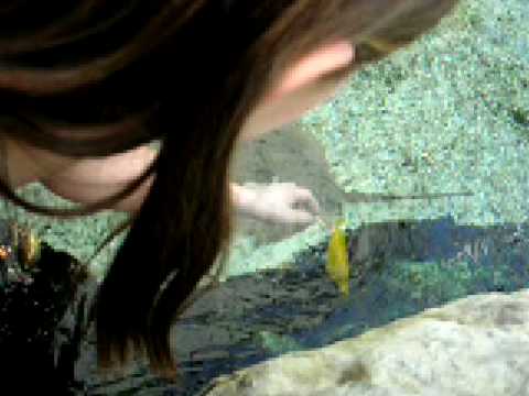 My cousin trys to pet a tropical fish 2/