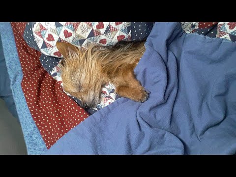 Part of a video titled How to sleep better in a moving semi truck? - YouTube