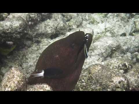 Eel having teeth cleaned by a fish on the Ahmad Syaziyan Reef mambetron home stay Raja,  kri Island.