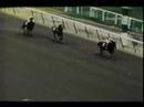 Seattle Slew War Dances To The 1977 Triple Crown
