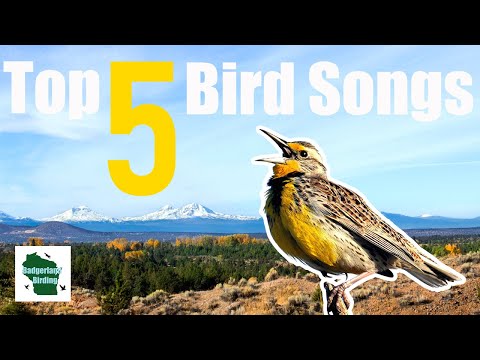 Top 5 Most Beautiful Bird Songs of North America