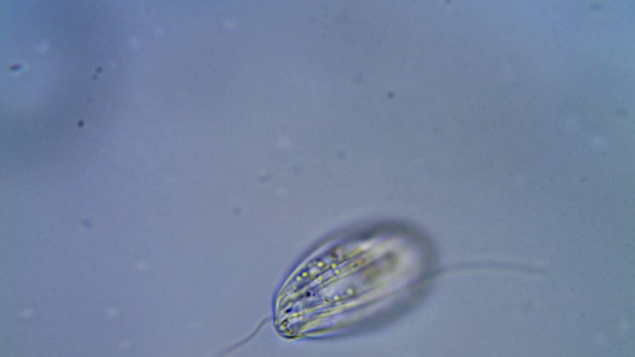 <em>Entosiphon sulcatum</em> Stein, 1878