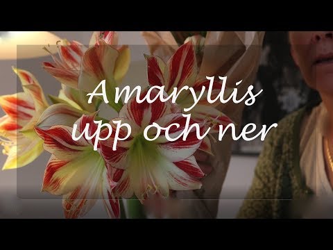 Amaryllis upp och ner