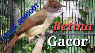 Download lagu CUCAK JENGGOT Betina Gacor Memanggil Jantan Langsung Nyaut mp3