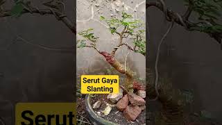 Download lagu Serut Gaya Slanting mp3