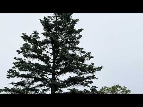 The return of hawks to Connecticut has been such a treat.