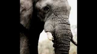 "AFRICAN IVORY" written by sean kelly