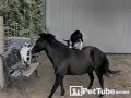 Goat Rides Bucking Bronco