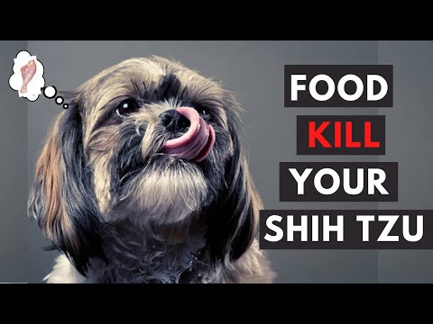 15 Foods Your Shih Tzu Should Never Eat