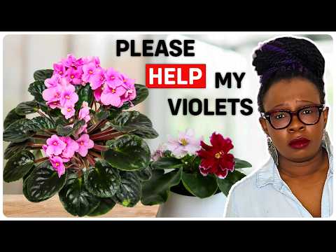 African Violets: Care Tips & DISASTERS! (I Need Help!)