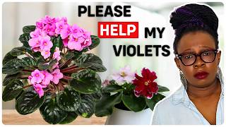 African Violets: Care Tips & DISASTERS! (I Need Help!)