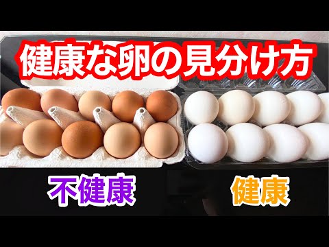 , title : '【今日からできる】健康で安全な卵の見分け方'