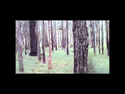 Yowie Evidence Revisited