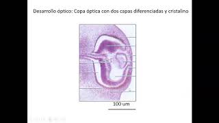 Desarrollo nervioso 3, cresta neural y organos de los sentidos