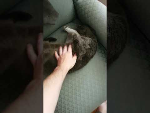 Scout lets me rub his belly for the first time