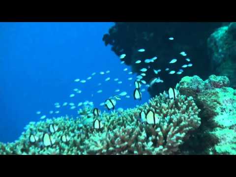 Die Fische von Yap, Yap allgemein,Yap,Mikronesien