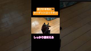 遊びじゃない、狩りです🐈‍⬛ #猫 #黒猫 #shorts
