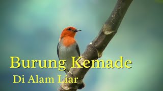 Download lagu Merekam Burung Cabe Jawa Atau Kemade Di Alam Liar mp3