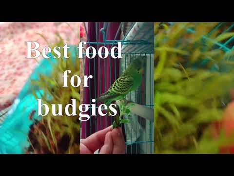 Best food for budgies...Micro greens #Lovebirds