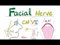 Facial Nerve 7th Cranial Nerve 7 CN VII Chorda Tympani Submandibular Ganglion Neuroanatomy