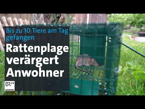 Rattenplage in Wohnsiedlung – Kampf mit rechtlichen Hürden | Abendschau | BR24