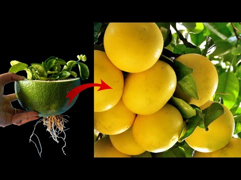 Special Technique for grow Grapefruit with Coca-Cola and Eggs to get many fruits