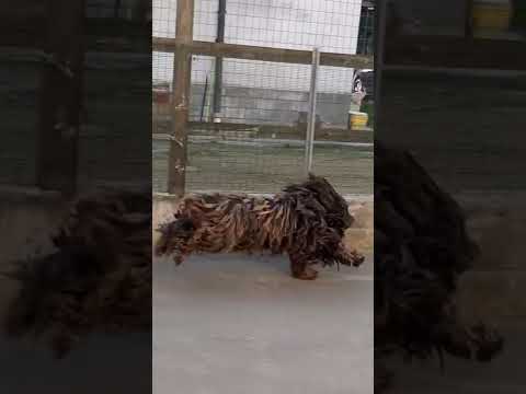 Pastore Bergamasco 🐎