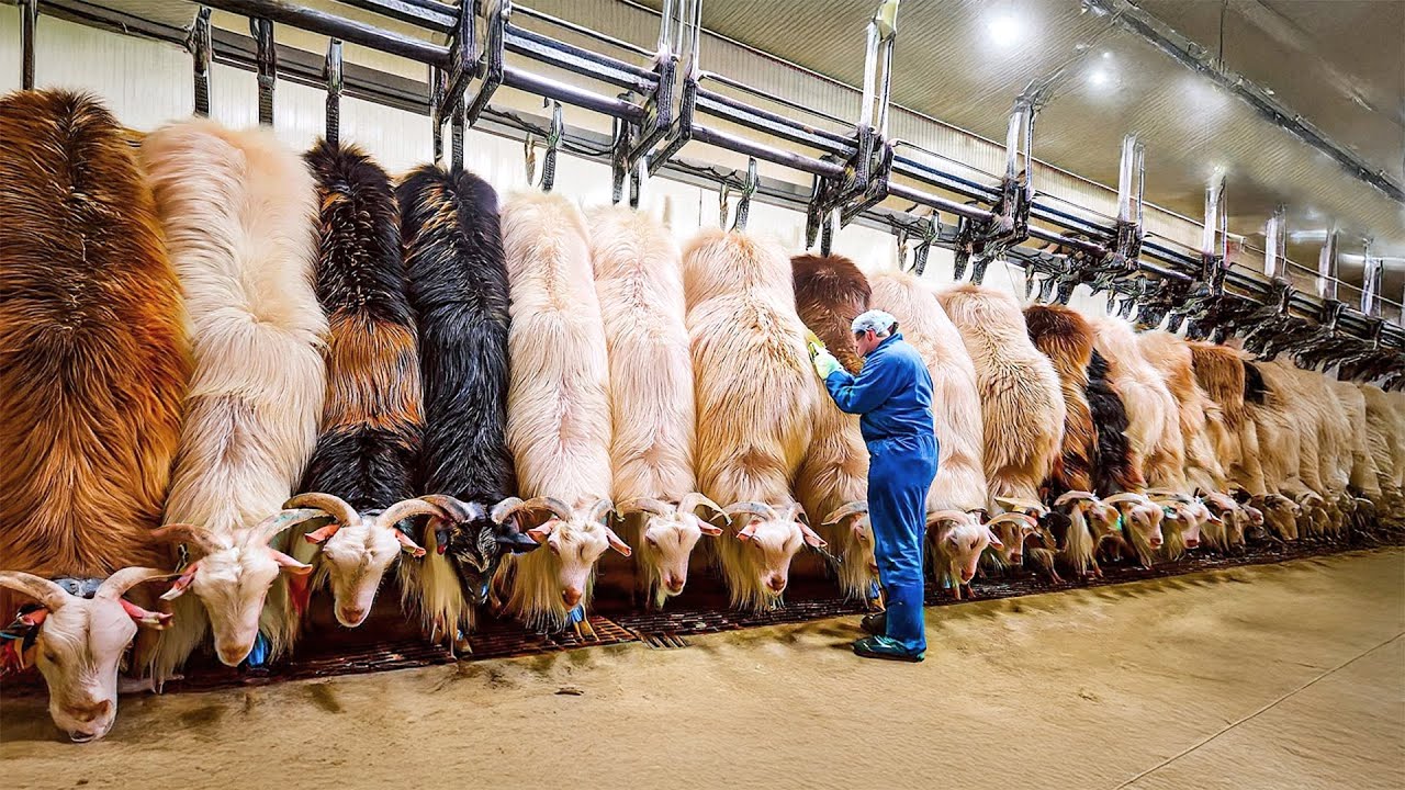 Inside the $Billion Goat Industry: Millions of Tons of Hair Turned Into ilk & Meat