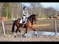For sale: 6 years old mare (Blue Hors Rush Hour x ...
