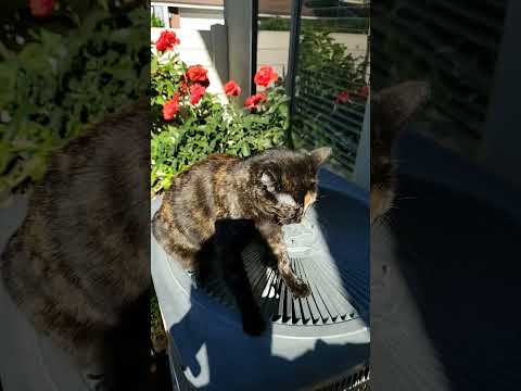 KEESHA ON A SWING?+?!?!?!