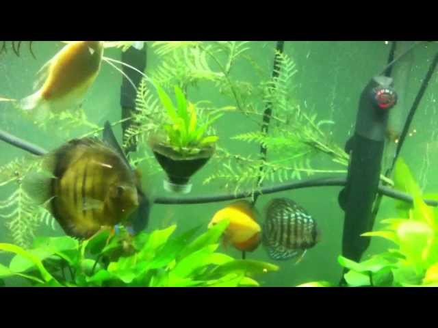 Marineland 55 Aquarium Tank Feeding Discus Fish and Teacup Stingray massivore pellets