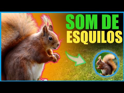 Esquilo - som do esquilo  [ animal silvestre ]