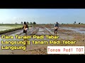 Cara Tanam Padi Tebar Langsung Tanam Padi Tebar Langsung