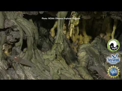 15 Second Science - Sulfate