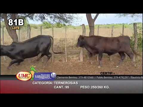 Lote 95 Terneros/as en Pirané, Formosa