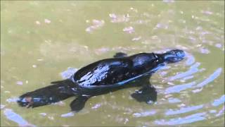 2015-10-10 Duck Billed Platypus, Yungaburra