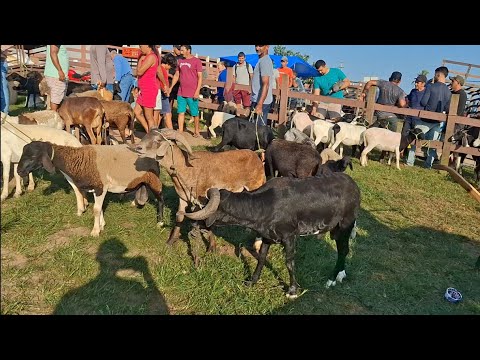 FEIRA DE ANIMAIS DE LAGOA DE PEDRAS-RN 07.09.2026