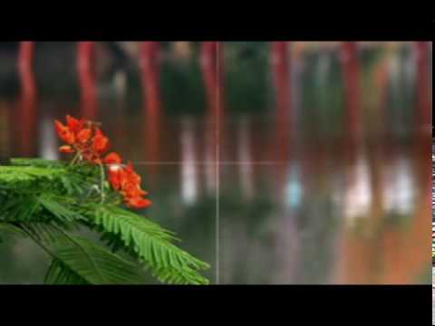 Nắng Orlando, nắng Sài Gòn Sheet - Tâm Thư