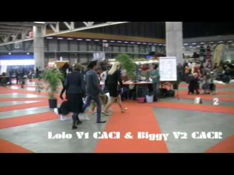 Fribourg Dogshow 19022011