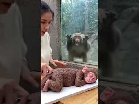 Pobre mono 😢 #shorts #risas #humor #viral