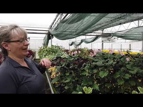 Dibleys' Nurseries - tour of Begonias and foliage houseplant greenhouse