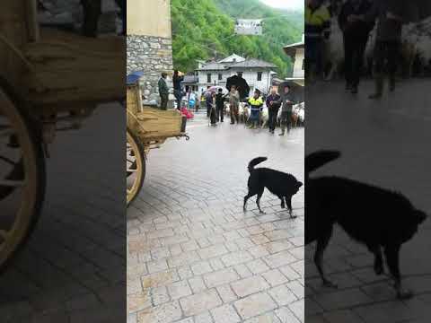 Animali - Roaschia (Cn) - Transumanza della pecora autoctona frabosana roaschina