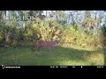 Rare And Elusive FLORIDA PANTHER Caught Vocalizing On Camera