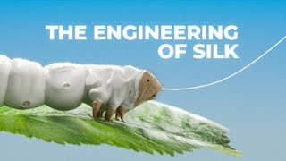 The Crazy Engineering of Silk