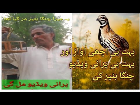 Very old video and very good speech by K chinga quail /Bhot porhani video chinga batair sound #quail