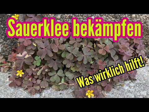 Controlling wood sorrel in the garden, in the lawn and in stone joints - removing creeping wood s...