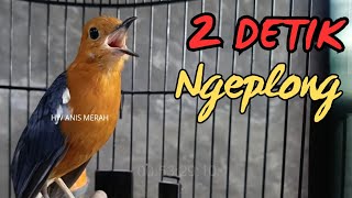 Download lagu Langsung Ngeplong!! Suara Anis Merah Gacor NRAKTAK PANJANG ampuh Bikin Bunyi mp3 Download lagu Langsung Ngeplong!! Suara Anis Merah Gacor NRAKTAK PANJANG ampuh Bikin Bunyi mp3