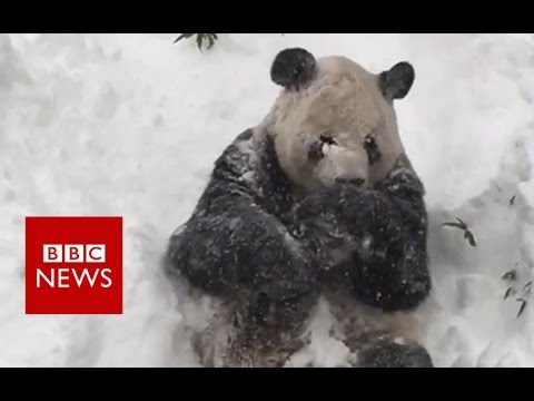 Зоопарк в Вашингтоне показал видео купающейся в снегу панды